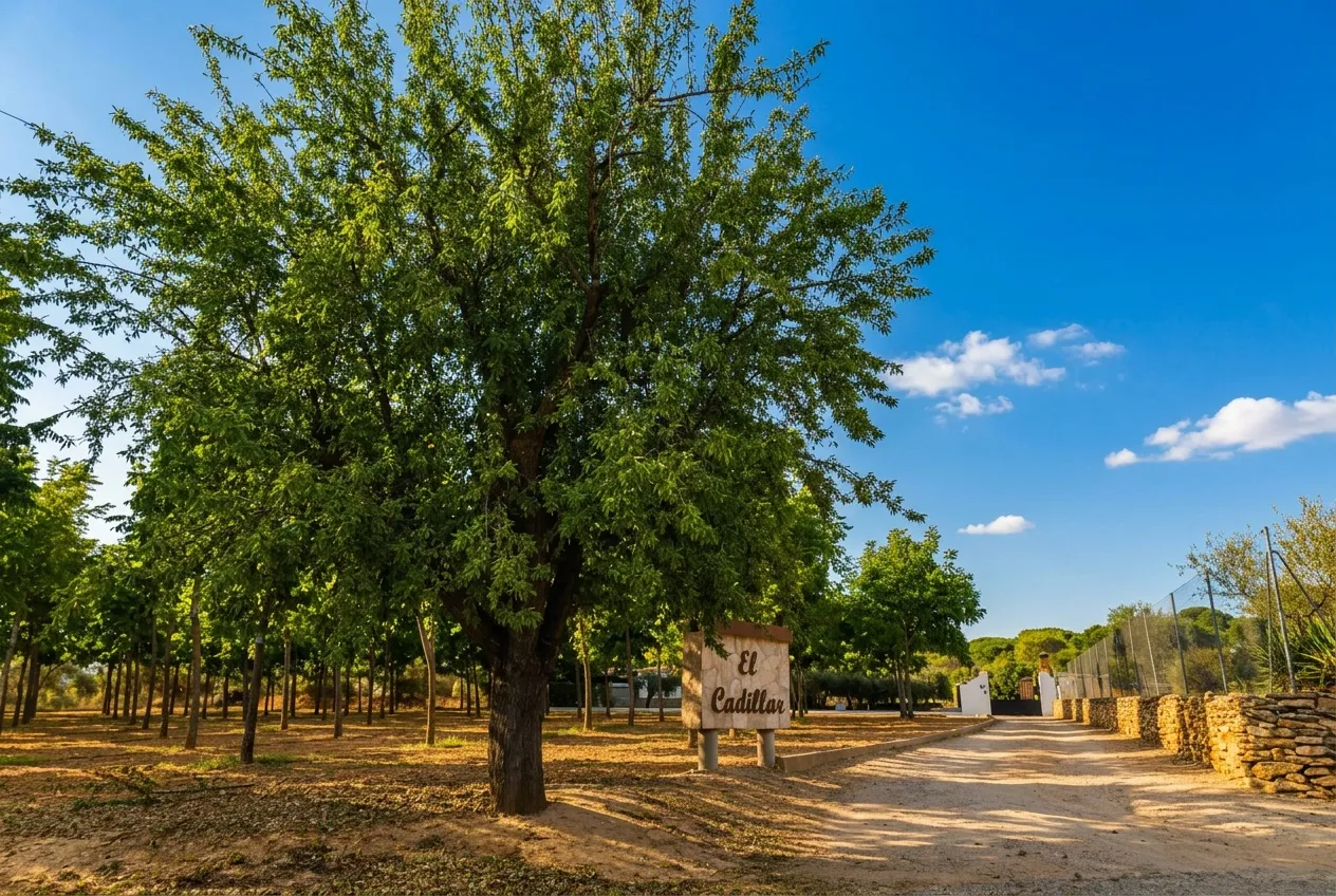 El camino de entrada arbolado de El Cadillar, con el cartel de la casa al fondo